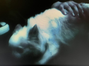 良いこと悪いこと OPの白い犬